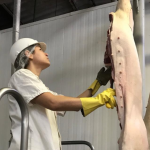 Começam hoje as inscrições para contratação temporária de 30 médicos veterinários para a Agrodefesa do Governo de Goiás