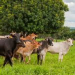 Goiás comemora um ano como zona livre de febre aftosa sem vacinação