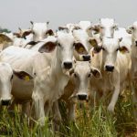 Goiás bate recorde no abate de bovinos em 2024 e reforça liderança no setor pecuarista