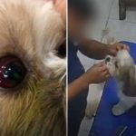 Cadela agredida em pet shop sofre lesão no olho, confirma delegado