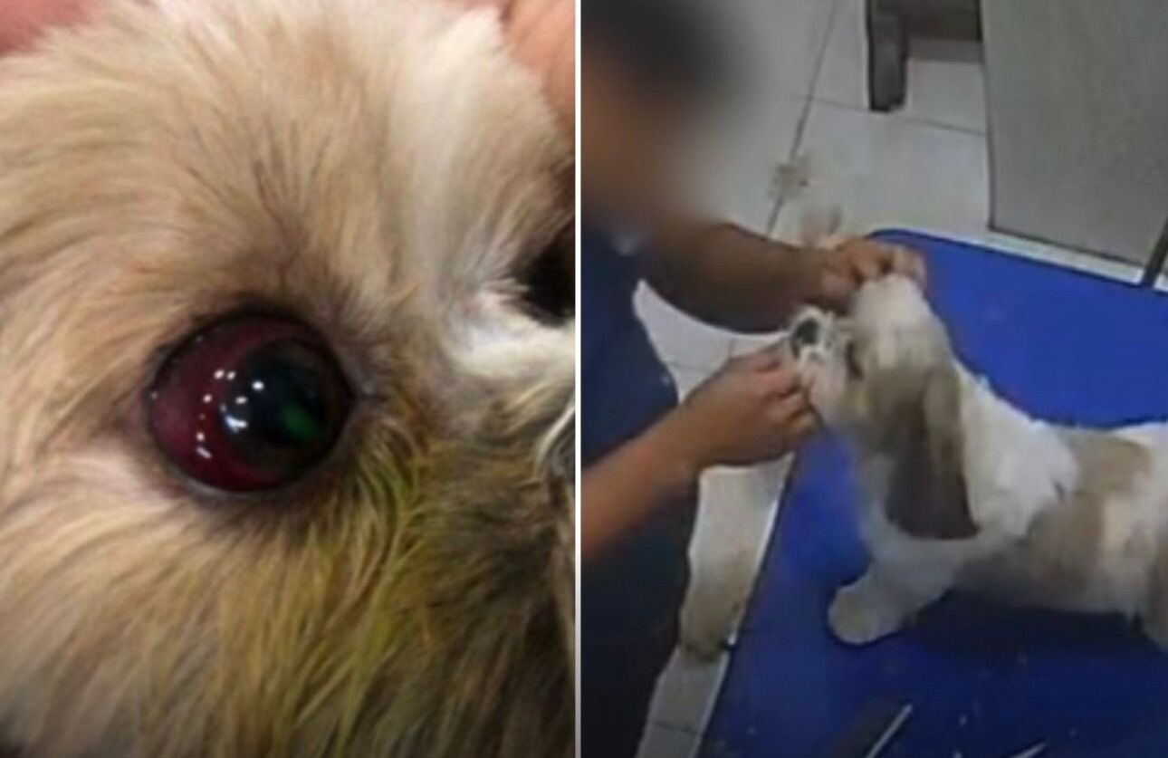 Cadela agredida em pet shop sofre lesão no olho, confirma delegado