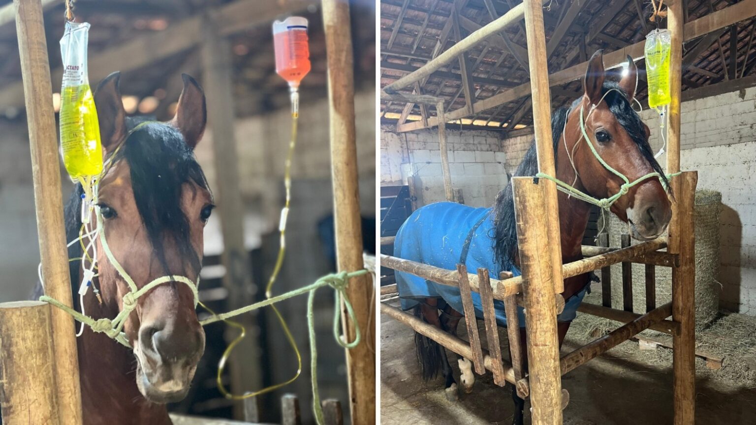 Surto de ração contaminada provoca morte de cavalos em várias regiões do país; Goiás está em alerta