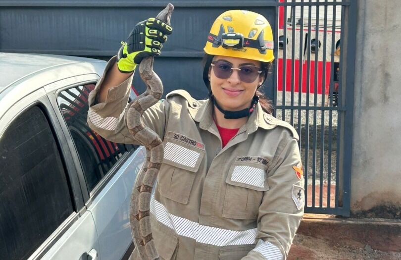 Jibóia é resgatada do topo de veículo no bairro Village 2, em Catalão