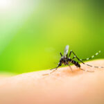 Mosquito sucking blood on human skin with nature background