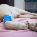 Mutirão de Castração: 11 mil atendimentos garantem saúde animal e economia para as famílias de Catalão