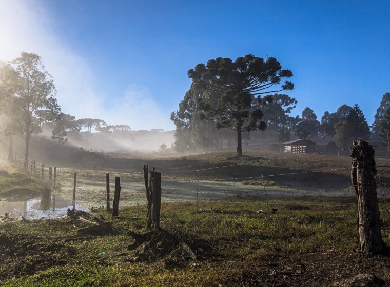 Rural scene with araucaria in Pinhão, Paraná, Brazil