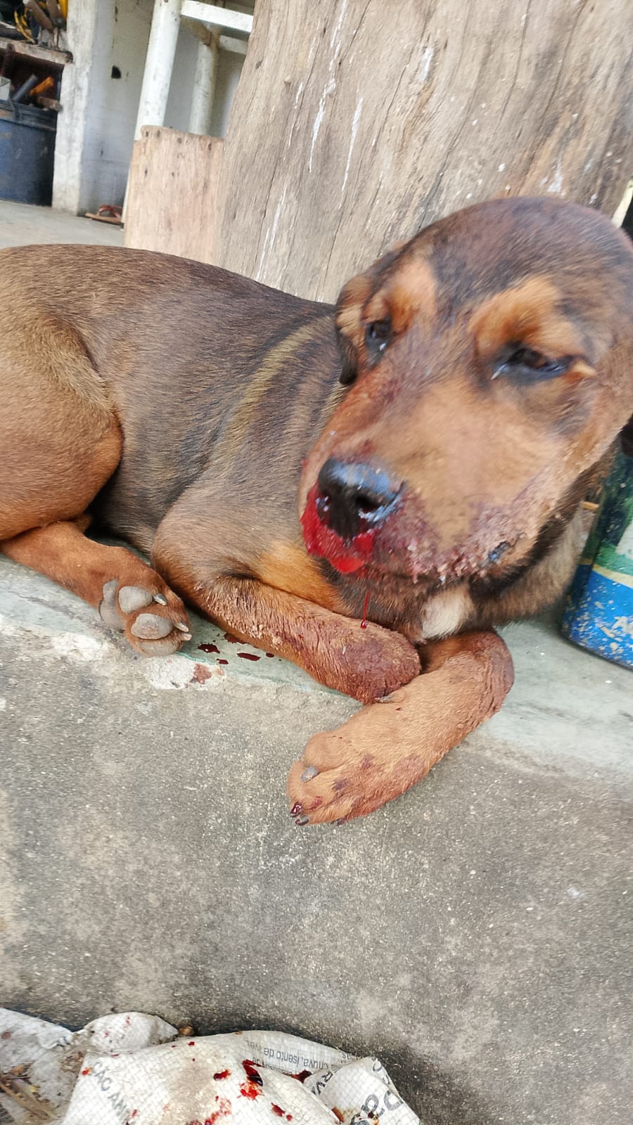 Crueldade contra animal e possível crime ambiental revoltam moradores em Três Ranchos