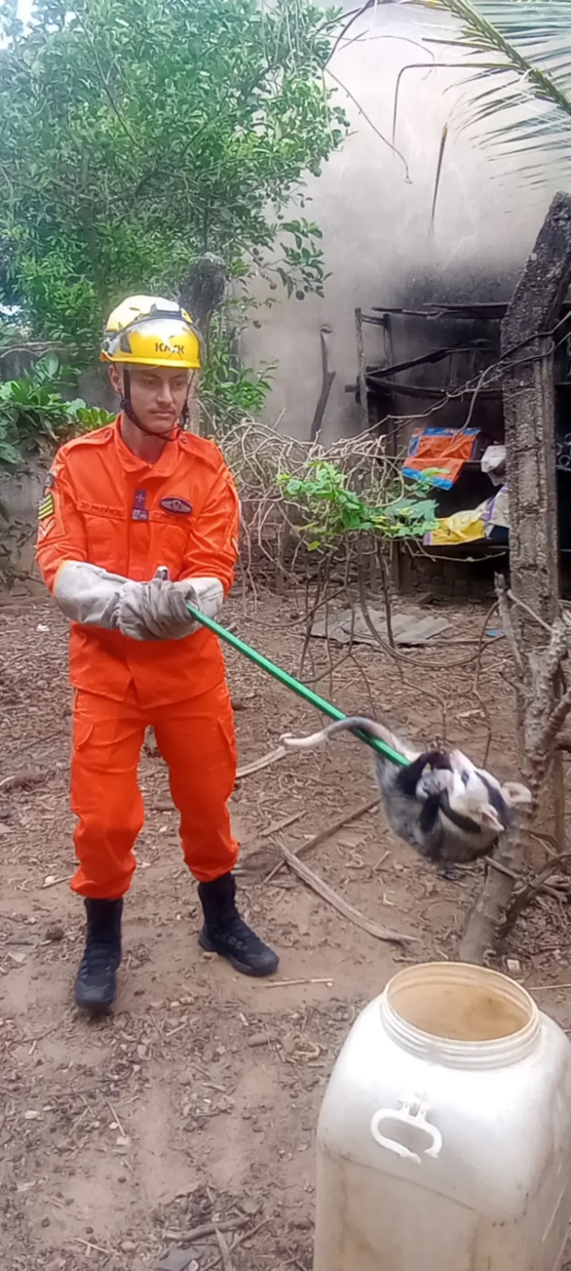 Gambá resgatado em residência de Ipameri. Foto: Corpo de Bombeiros, via Badiinho.