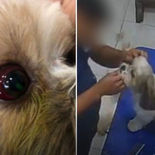 Cadela agredida em pet shop sofre lesão no olho, confirma delegado