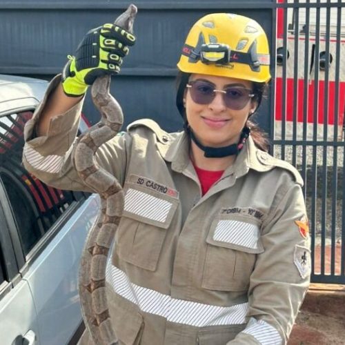 Jibóia é resgatada do topo de veículo no bairro Village 2, em Catalão