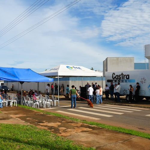 Mutirão de Castração em Catalão supera expectativas com cerca de 93 procedimentos no primeiro dia