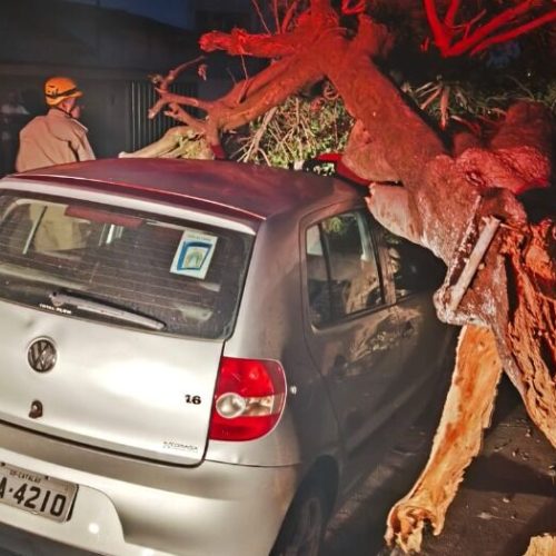 Temporal com ventania provoca queda de árvore sobre veículo em Catalão