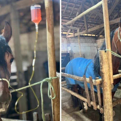 Surto de ração contaminada provoca morte de cavalos em várias regiões do país; Goiás está em alerta