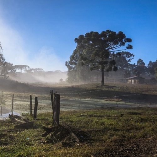 Rural scene with araucaria in Pinhão, Paraná, Brazil
