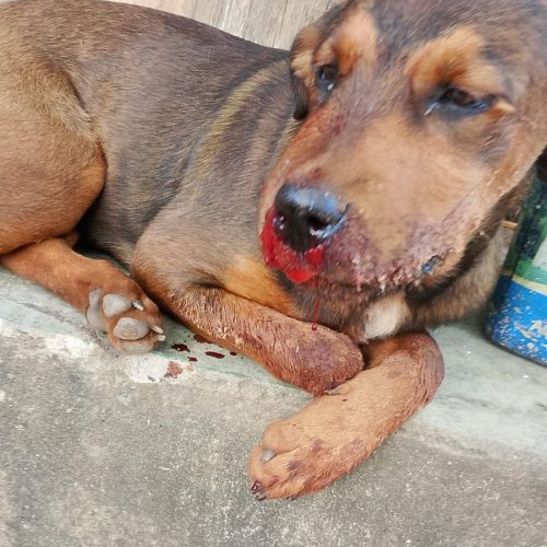 Crueldade contra animal e possível crime ambiental revoltam moradores em Três Ranchos