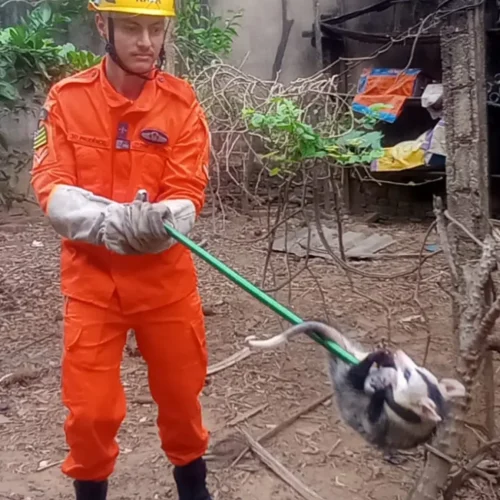 Gambá resgatado em residência de Ipameri. Foto: Corpo de Bombeiros, via Badiinho.